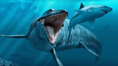 Photo of 10 SCARIEST SEA CREATURES