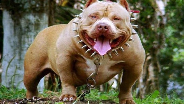 Top 10 Most Aggressive Dogs In The World