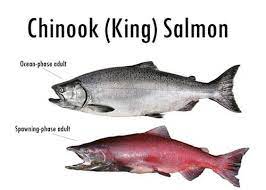 5 Tips to Landing a King Salmon