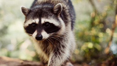 racoon removal