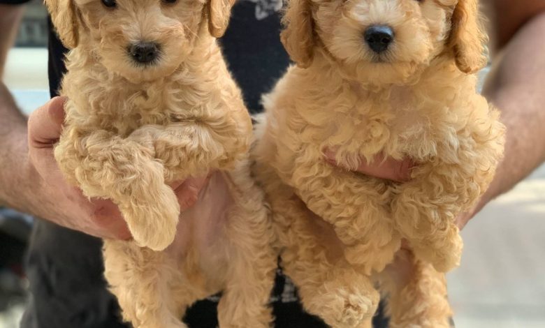 Goldendoodles Virginia