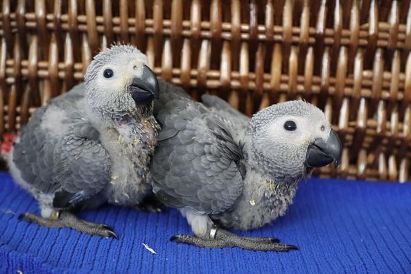 African grey parrot for sale
