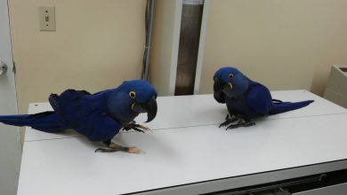 Photo of Macaw Eggs For Sale – How to Care for Macaw Parrots