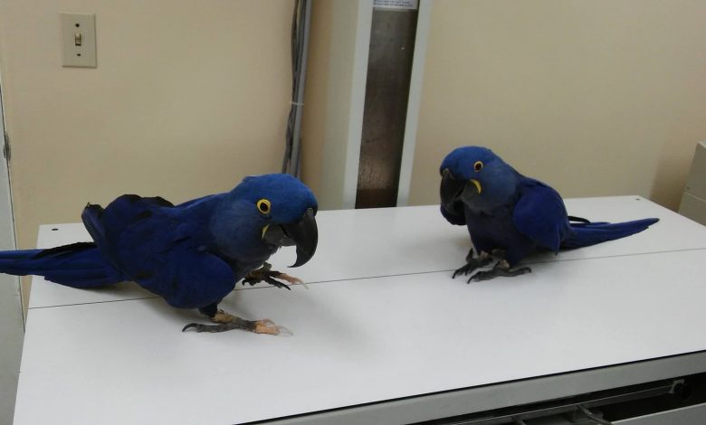Macaw eggs for sale