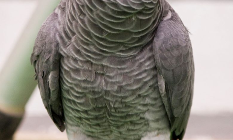 African Grey Parrots
